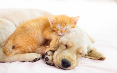 Who Gets the Pets in an Edmonton Divorce?