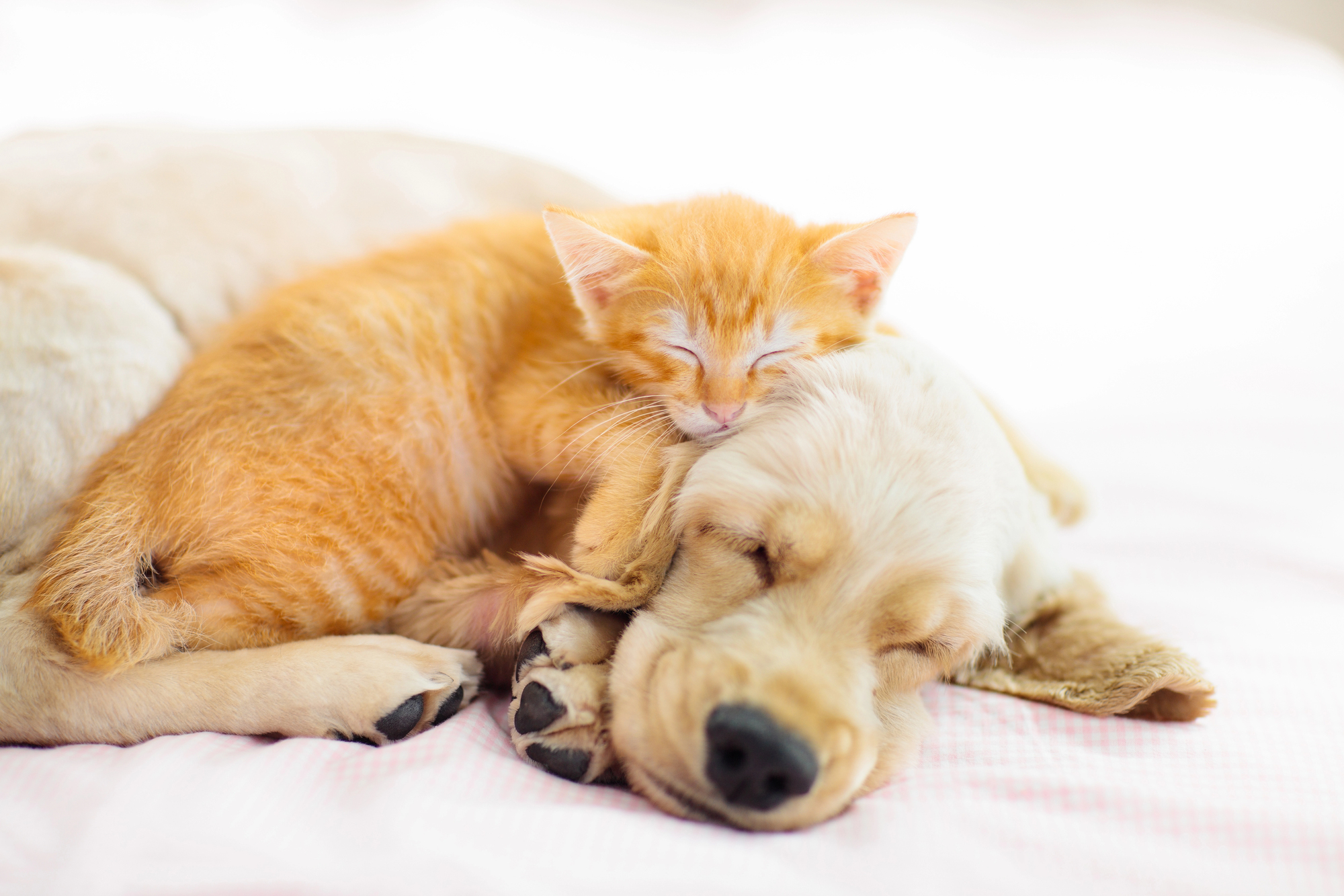 who get’s the pets_Depositphotos_302137524_L